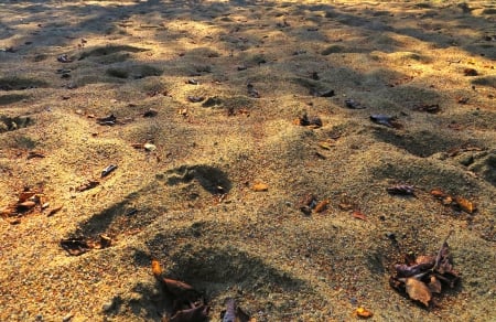 Beach - summer, beach, lake, sand