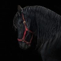 Friesian Stallion