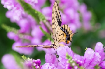 Macro Nature - purple, butterfly, flowers, macro, nature