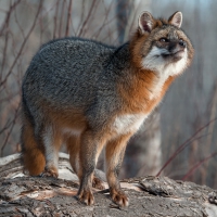 Grey Fox