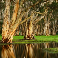 Tea Trees Reflection