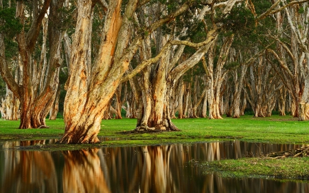 Tea Trees Reflection - reflections, tea trees, trees, nature