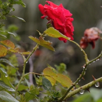 a little rainy rose