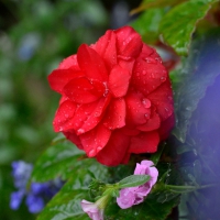 Colorful Summer Rose