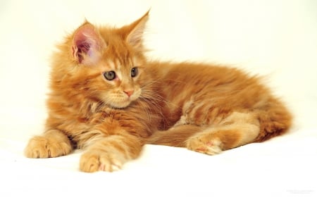 Fluffy Maine Coon Cat