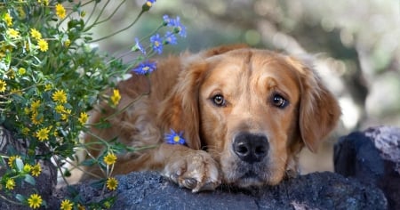 Dog - stone, paw, flowers, dog