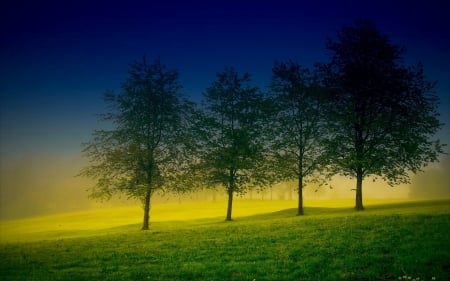 Four Trees - nature, grass, trees, mists