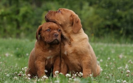 Puppies - meadow, two, the lap, puppies