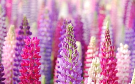 Pink and Purple Lupins