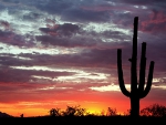 Desert Sunset