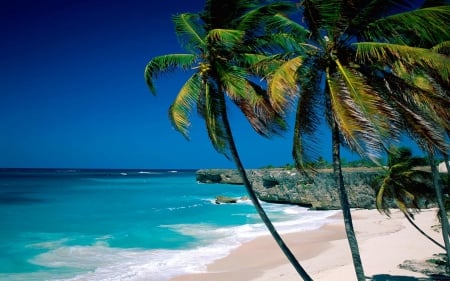 Windy Day on Tropical Beach - palms, nature, oceans, beaches