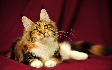 Beautiful Maine Coon Cat - maine, coon, cat, kitty