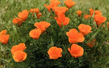 Flowers - flowers, Orange, Plants, flowering