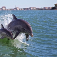 Dolphins