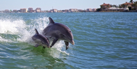 Dolphins - dolphins, two, landscape, sea