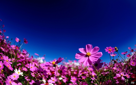 Purple Kosmeyas - flowers, nature, purple, Kosmeyas