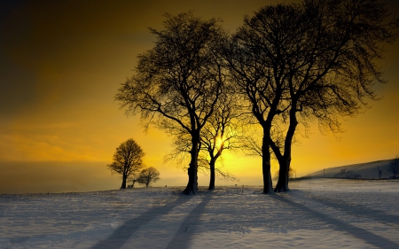 Winter Sunshine Glow - sunshine, trees, winter, nature