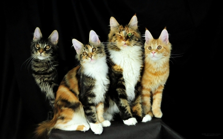 Beautiful Fluffy Maine Coon Cats