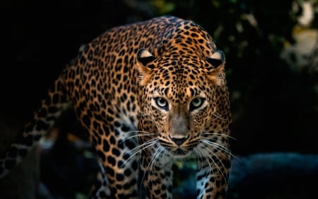 Leopard