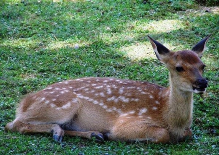 Deer - animal, green, deer, grass