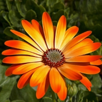 Gerbera