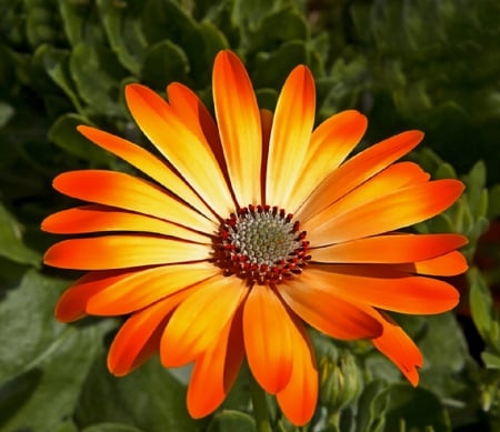 Gerbera - orange, daisy, gerbera, flower