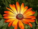 Gerbera