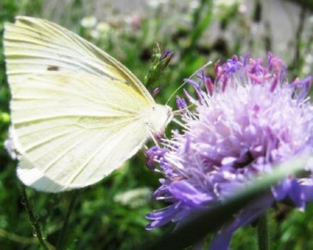 Butterfly - white, purple, butterfly, flower