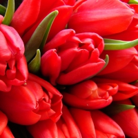 Sweet Red Tulips