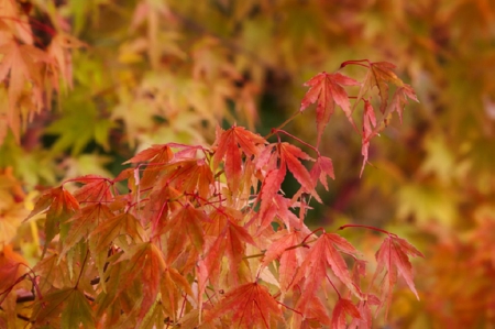 Mapail - follage, nature, orange, yellow