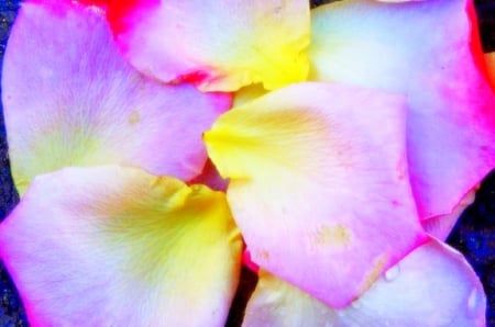 Petals - colors, purple, yellow, petals