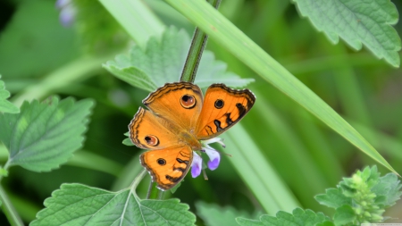 butterfly - leaf, flower, butterfly, insect