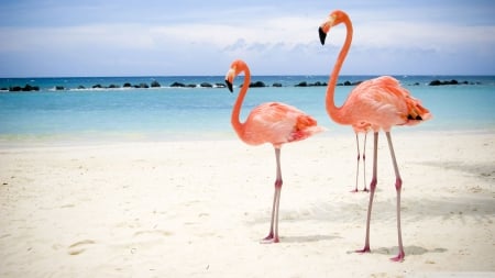 flamingo birds - flamingo, water, beach, bird