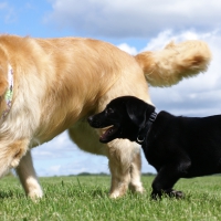 golden and labrador retriever