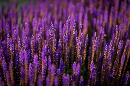 Lavender - flowers, purple flowers, lavender, nature