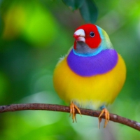 Cute Little Bird