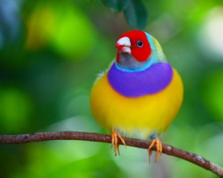 Cute Little Bird - animal, little, cute, bird