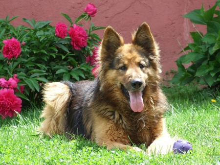 German Shepherd in the Garden