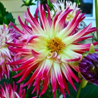 Yellow Pink Spider Dahlia