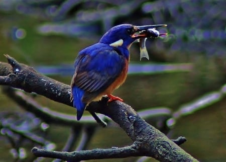 Azure Kingfisher - fish, hods, in, on