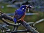 Azure Kingfisher