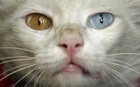 White cat - face, looks, bicolored, eyes