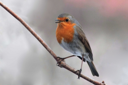 A robin on the tree - animal, nature, robin, bird