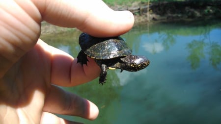 turtle - reptiles, turtle, animals, frogs