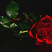 * Red rose *