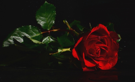 * Red rose *