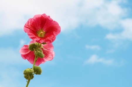 ✿ - nature, blue sky, outdoor, flower, pink