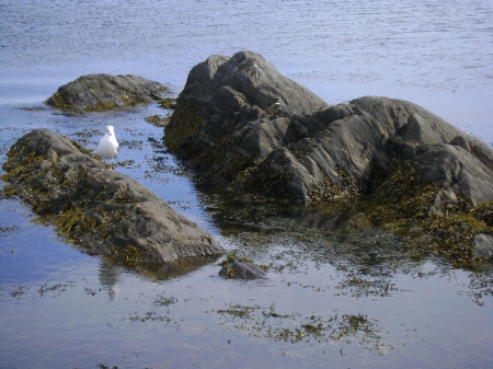 One of these nice day - rock, grey, bird, blue