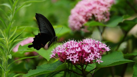 Black Butterfly - butterfly, flowers, great, nature