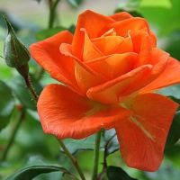 Orange Rose